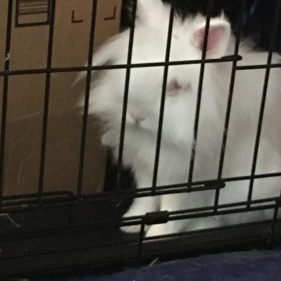 Meet your Posher, Lily - Picture 2 of 2